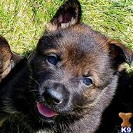 german shepherd puppy posted by Highlander Bluff K9